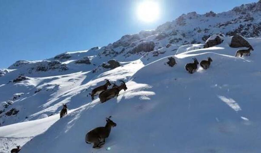 Beyaz Örtü Üzerinde Zarif Adımlar: Dağ Keçileri Mest Etti