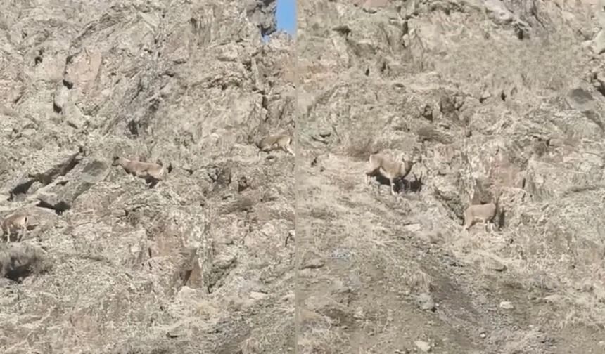 Hakkari'de Yaban Hayatı Şehirle Buluştu, O Anlar Kamerada