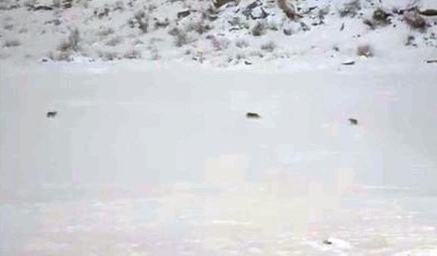 Çukurca’da Kar Altında Kurt Sürüsü Kamerada