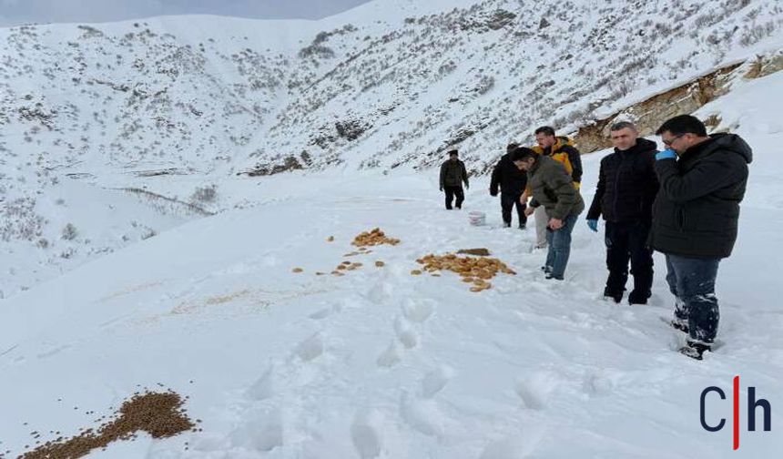 Yaban Hayvanları Unutulmadı: Yoğun Kar Yağışında Doğaya Yem Bırakıldı