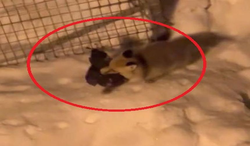 Hakkari'de Tilkinin Tavuk Hırsızlığı Kameraya Yansıdı