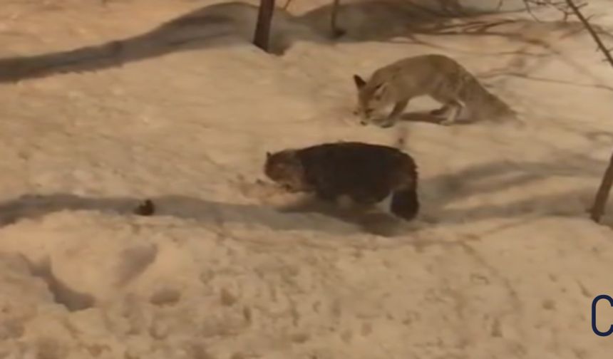 Hakkari’de Şaşırtan Manzara: Tilki ile Kedi Yan Yana Beslendi