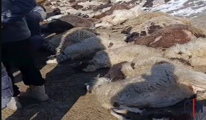 Ahır Yangını: 30 Koyun, 37 Kuzu ve 1 İnek Telef Oldu