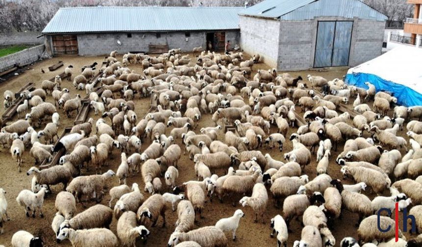 Hayvancılık Bitme Noktasında, Nordiz Koyunu Tehlikede