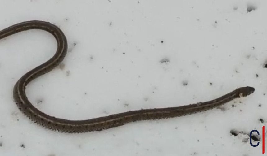 Hakkari'de Kazı Sırasında Yılan Sürprizi: Köylüler Şaşkına Döndü