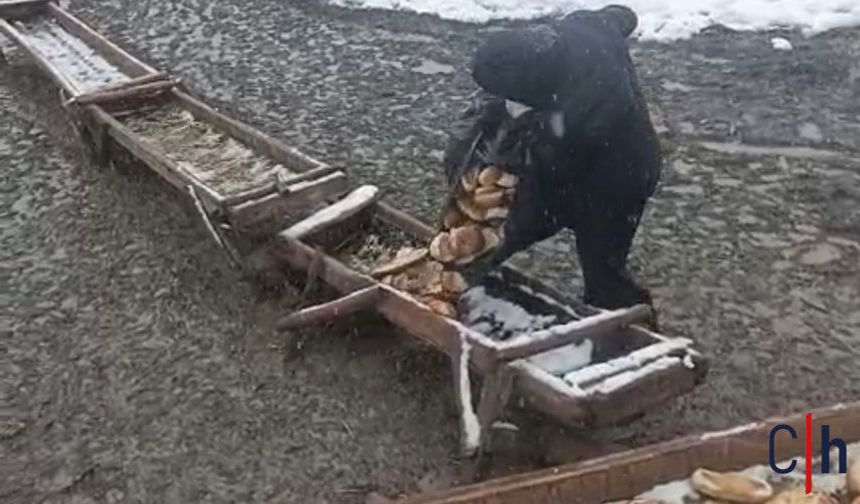 Hakkâri’de Besicinin Feryadı: “350 Koyuna Ekmek Veriyoruz”