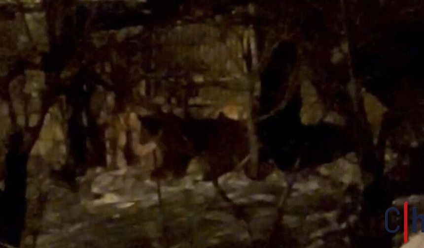 Hakkari’de Aç Ayılar Mahalleye İndi: Güllüreş Baba Türbesi Çevresinde Korku