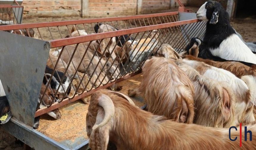 Baharın Gelişiyle Koyun Kırkım Sezonu Başladı