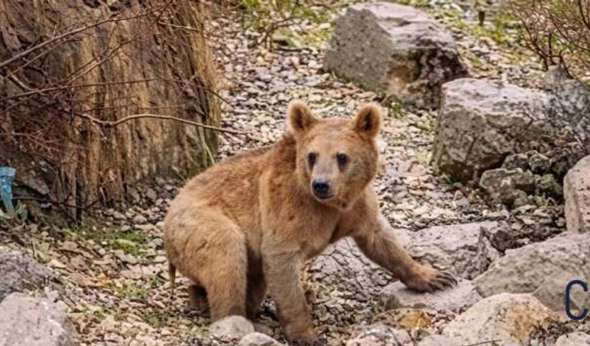 Çukurca’da Baharın Habercisi: Aç Kalan İki Ayı Yavrusu Mahalleye İndi