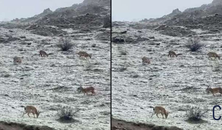 Hakkari’de Kar Sonrası Doğa Canlandı: Dağ Keçileri Karayoluna İndi