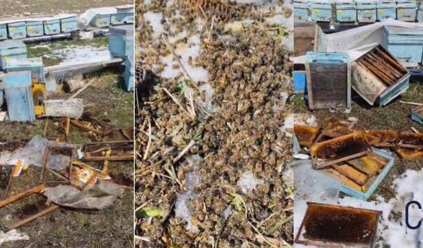 Akçalı’da Ayı Saldırısı: 50 Arılı Kovan Telef Oldu