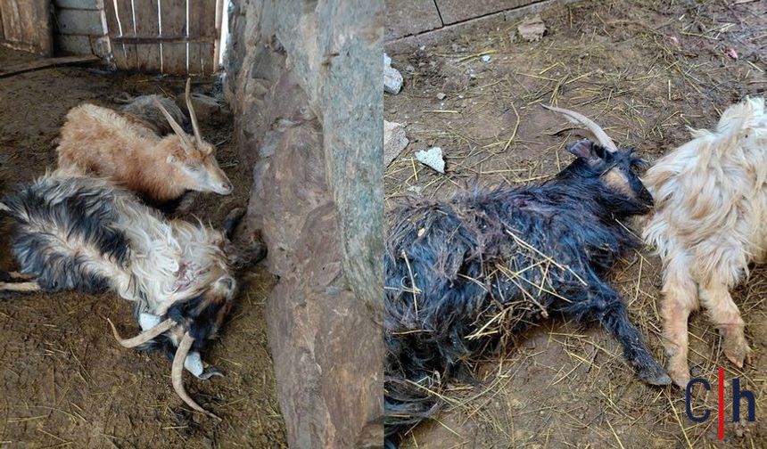 Hakkari’de kurtlar ahıra girdi: 12 keçi telef oldu