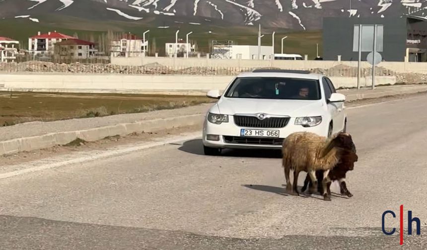 Yüksekova’da Trafiği "Kuzu Sesi" Kesti: Korna Değil Meleşme Yankılandı!