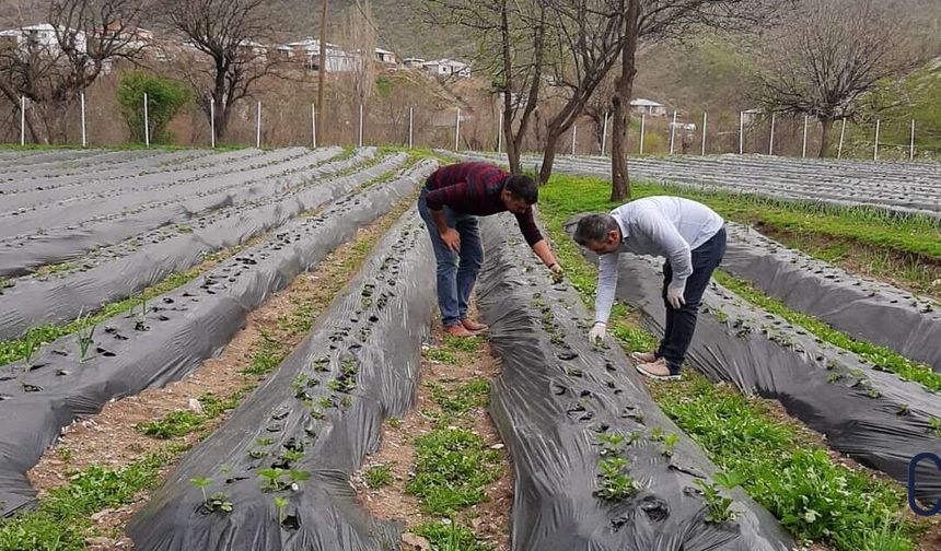 Derecik’te Sera Hamlesi: Tarımda Yeni Dönem Başladı