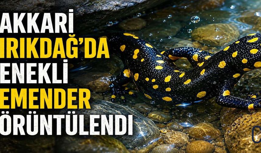 Kırıkdağ Yakınlarında Benekli Semender Görüntülendi