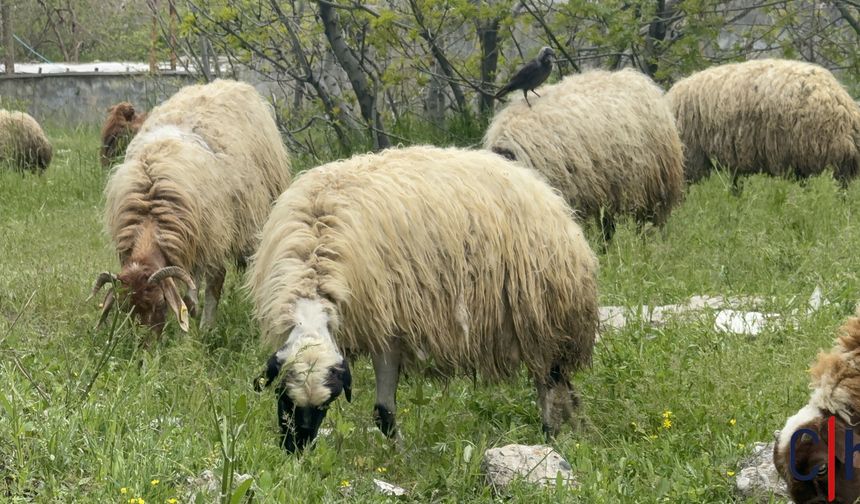 Dağgöl Mahallesi’nde Kurbanlık Hareketliliği: Kasap Temel’in Satış Alanına Yoğun İlgi