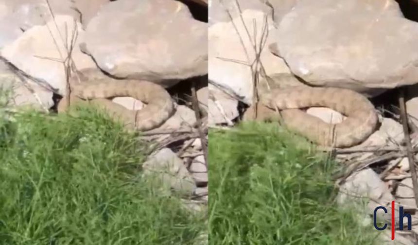 Hakkari dağlarında koca engerek görüntülendi