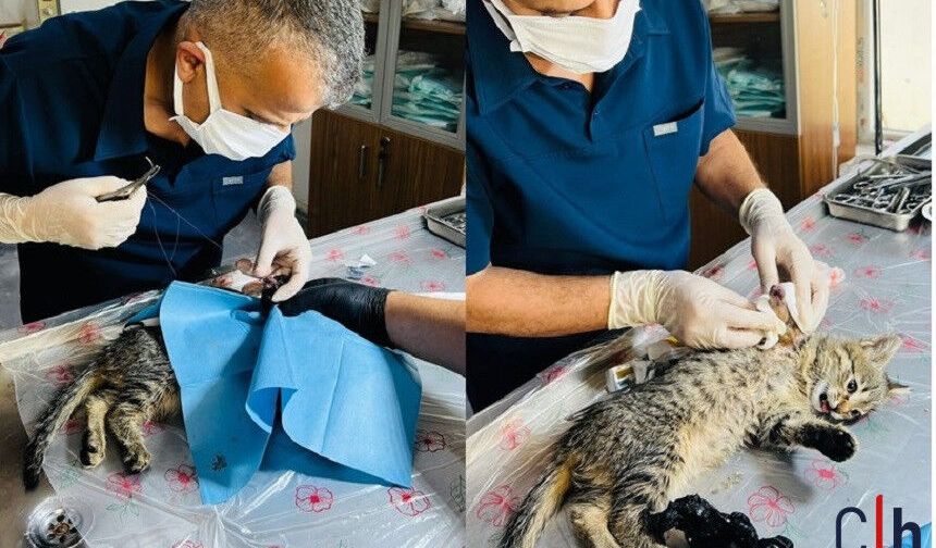 Çukurca’dan getirilen yaralı kedi Hakkari’de yaşama tutundu