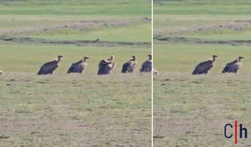Nadir Görülen Olay: Dev Kızıl Akbaba Sürüsü Mahallede Fotoğraflandı