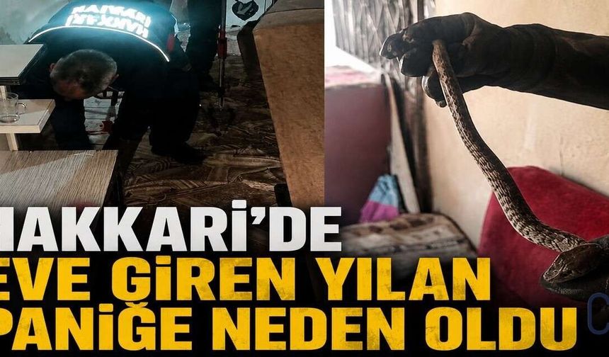 Hakkâri'de Eve Giren Yılan Aileye Korku Dolu Anlar Yaşattı