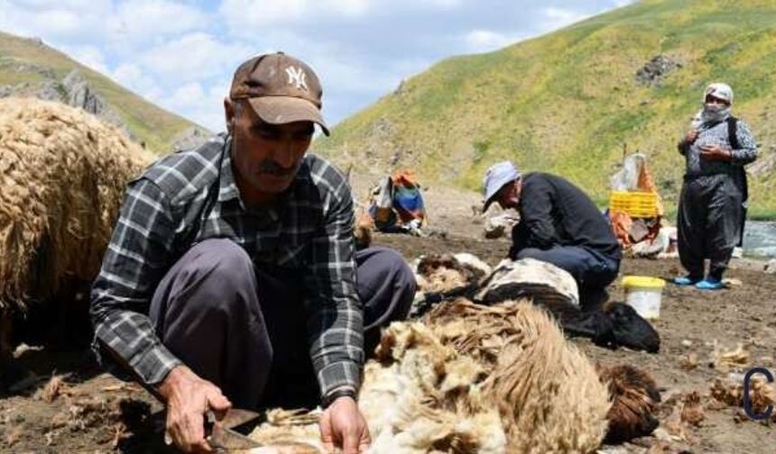 Yayla Mesaisi Başladı: Feraşinli Besiciler Koyunlarını Yaylaya Hazırlıyor