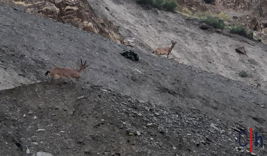 Hakkâri'de Depin Polis Noktası Yakınında Görüntülenen Dağ Keçileri İlgi Çekti