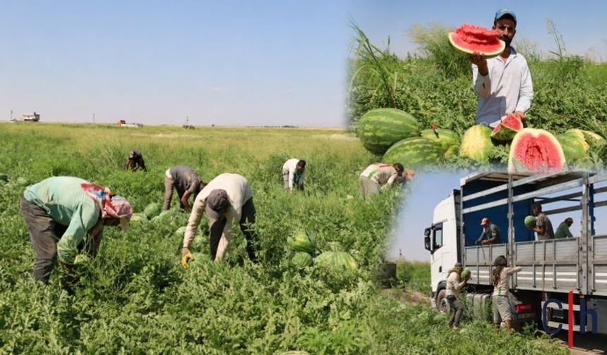 Diyarbakır karpuzunda hasat başladı, üretici artan maliyetlerden dertli