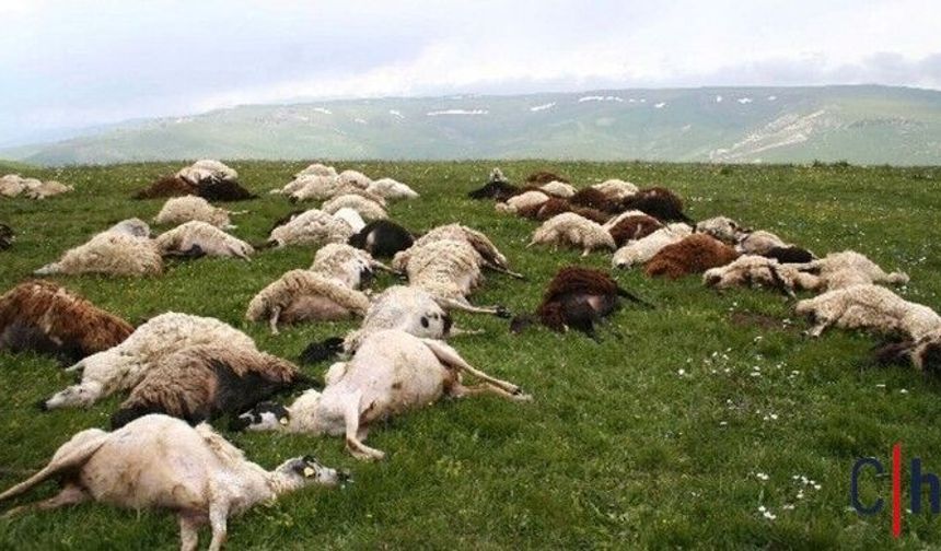 Yıldırım İsabet Eden Sürüde 26 Koyun Telef Oldu