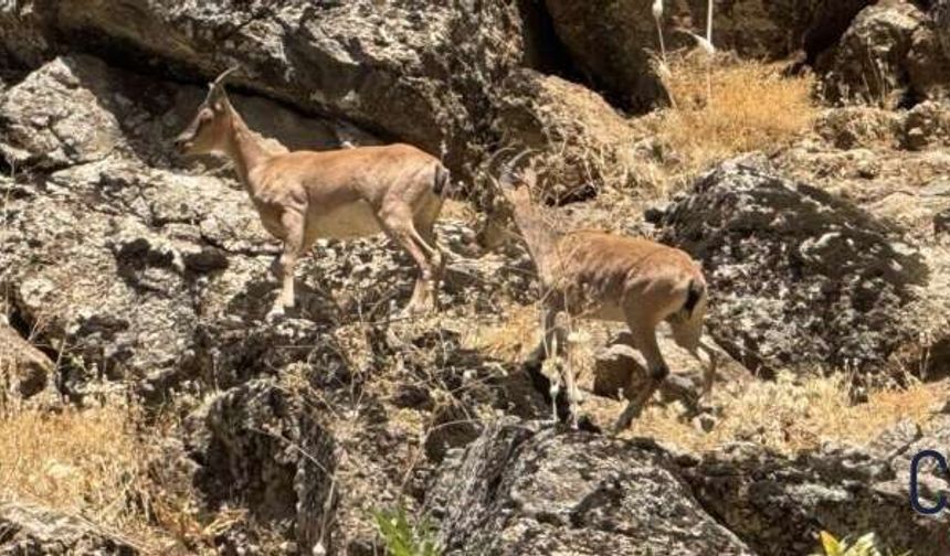 Hakkari’nin ardından Şırnak’ta dağ keçisi sürprizi