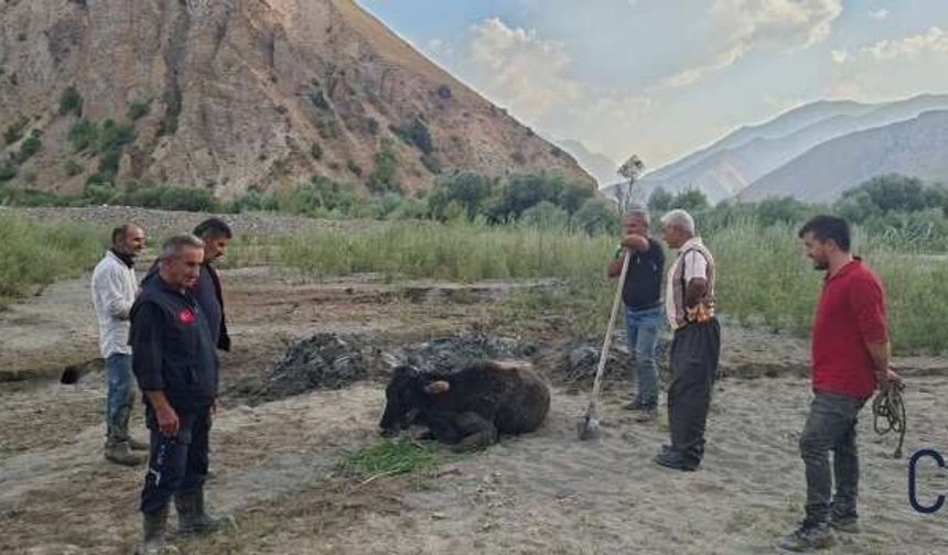 Hakkari-Van Karayolu'nda bataklığa saplanan inek kurtarıldı