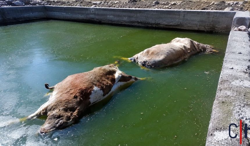 Merga Bütan’da Eski Taş Ocağındaki Havuz Can Aldı: 3 İnek Telef Oldu