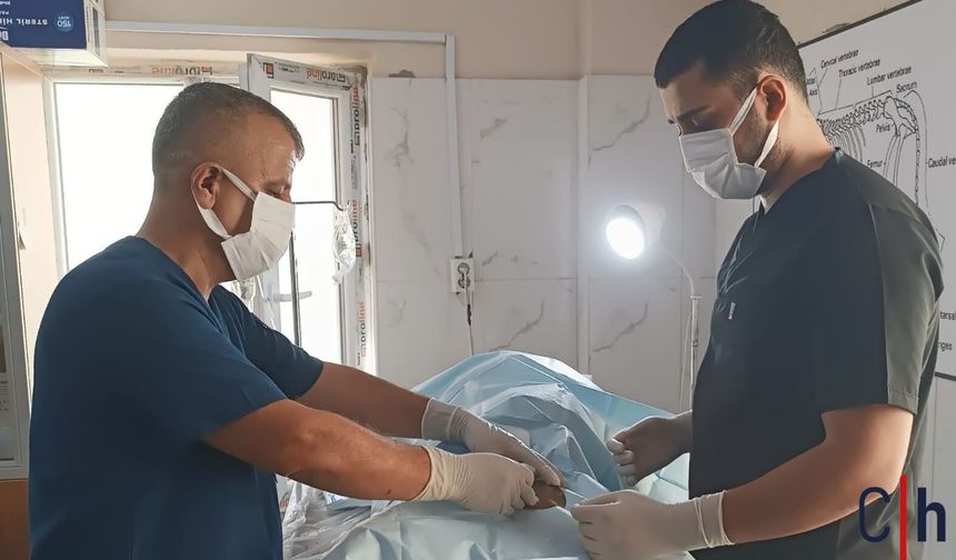 Hakkari'de sokak hayvanları için seferberlik
