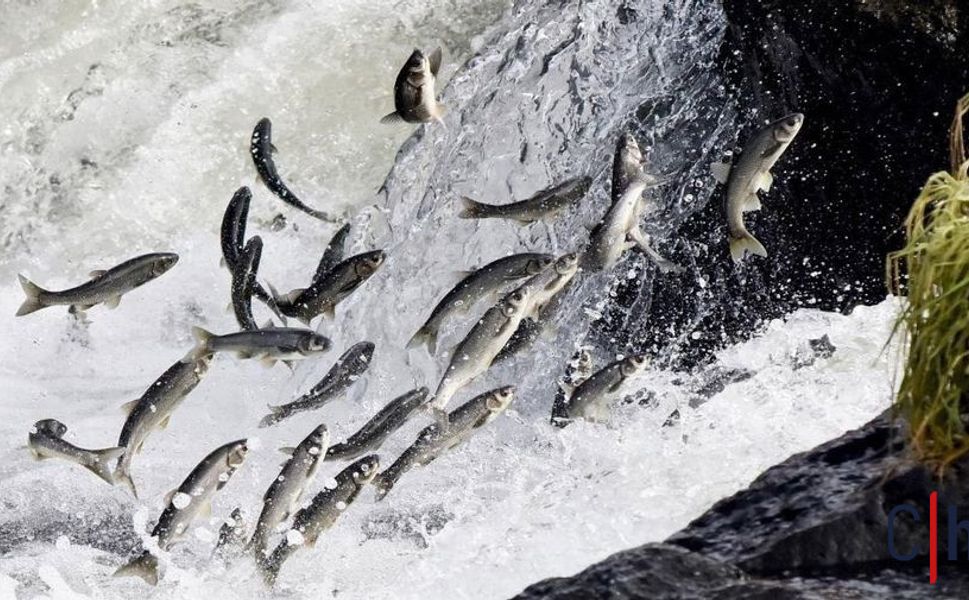 Van Gölü havzasında alarm: İnci kefalinin yaşam alanları daralıyor