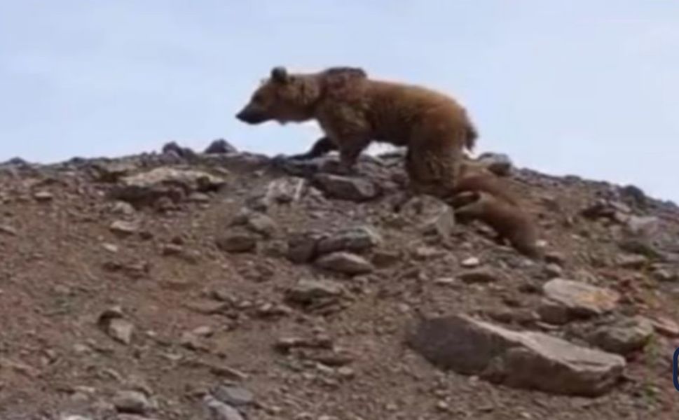 Hakkari'de kış uykusundan uyanan ayı yavruları ile birlikte görüntülendi