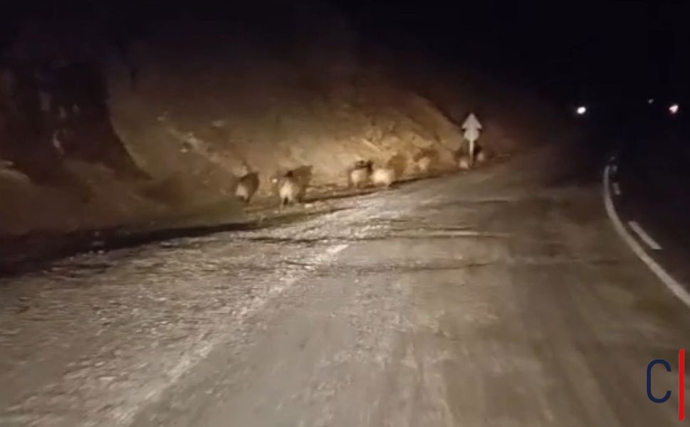 Hakkari’de Yaban Domuzları Yola İndi