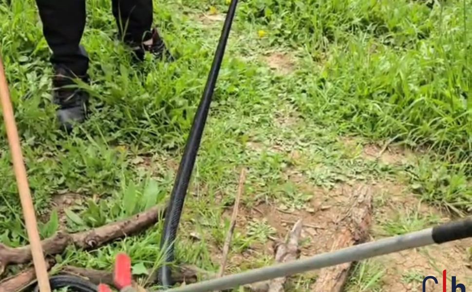 Havaların Isınmasıyla Yılanlar Şehir Merkezlerine İnmeye Başladı