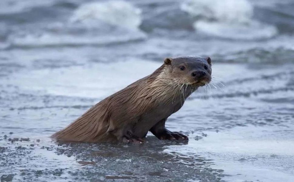 Hakkari Zap Suyu’nda Nesli Tehlikedeki Su Samuru Görüntülendi