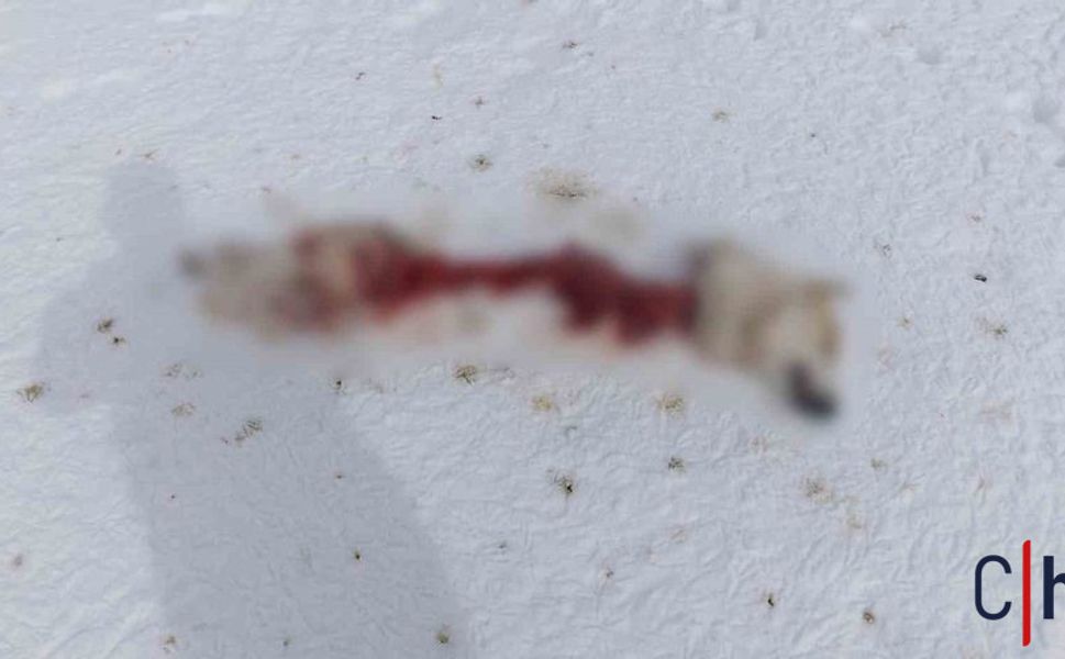 Aç Kalan Kurtlar İlçe Merkezine İndi: Sokak Köpeğini Parçaladılar