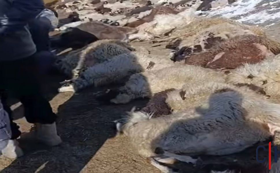 Ahır Yangını: 30 Koyun, 37 Kuzu ve 1 İnek Telef Oldu