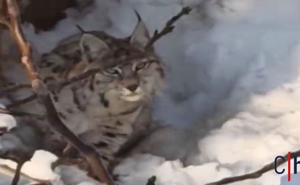 Hakkari'de mahalleye kadar inen vaşak paniğe neden oldu