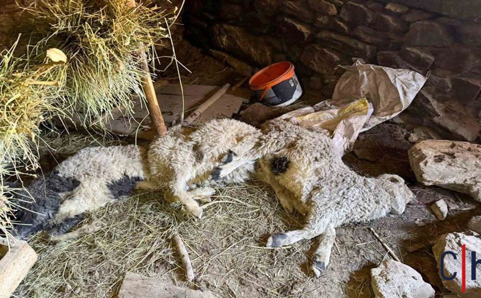 Ahır Çöktü: 50 Kuzu Göçük Altında Kaldı