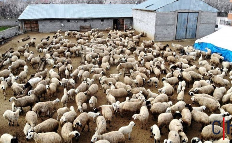 Hayvancılık Bitme Noktasında, Nordiz Koyunu Tehlikede