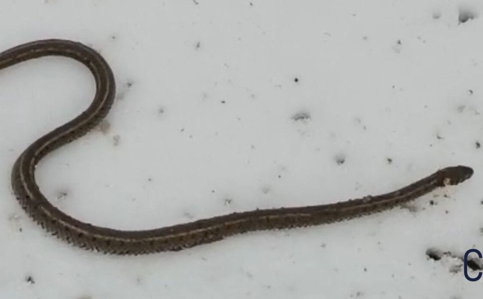 Hakkari'de Kazı Sırasında Yılan Sürprizi: Köylüler Şaşkına Döndü