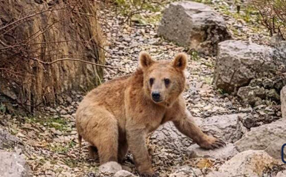 Çukurca’da Baharın Habercisi: Aç Kalan İki Ayı Yavrusu Mahalleye İndi
