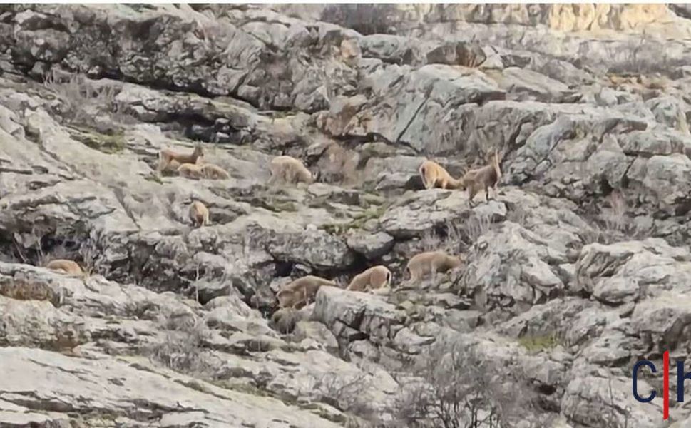 Hakkari’de yaban hayatı göz kamaştırıyor