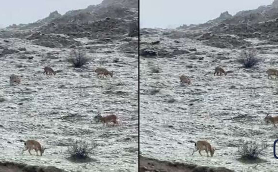 Hakkari’de Kar Sonrası Doğa Canlandı: Dağ Keçileri Karayoluna İndi