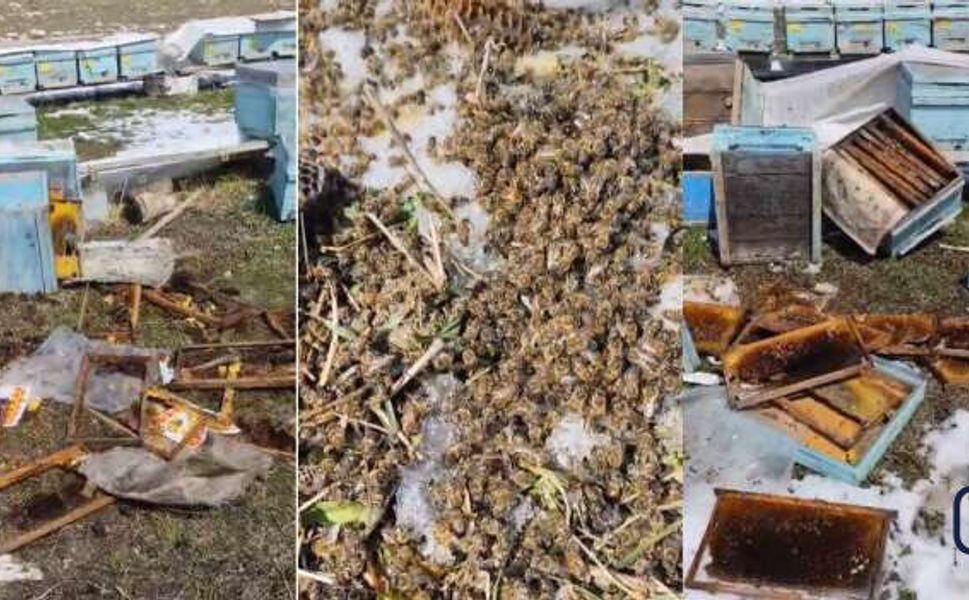 Akçalı’da Ayı Saldırısı: 50 Arılı Kovan Telef Oldu