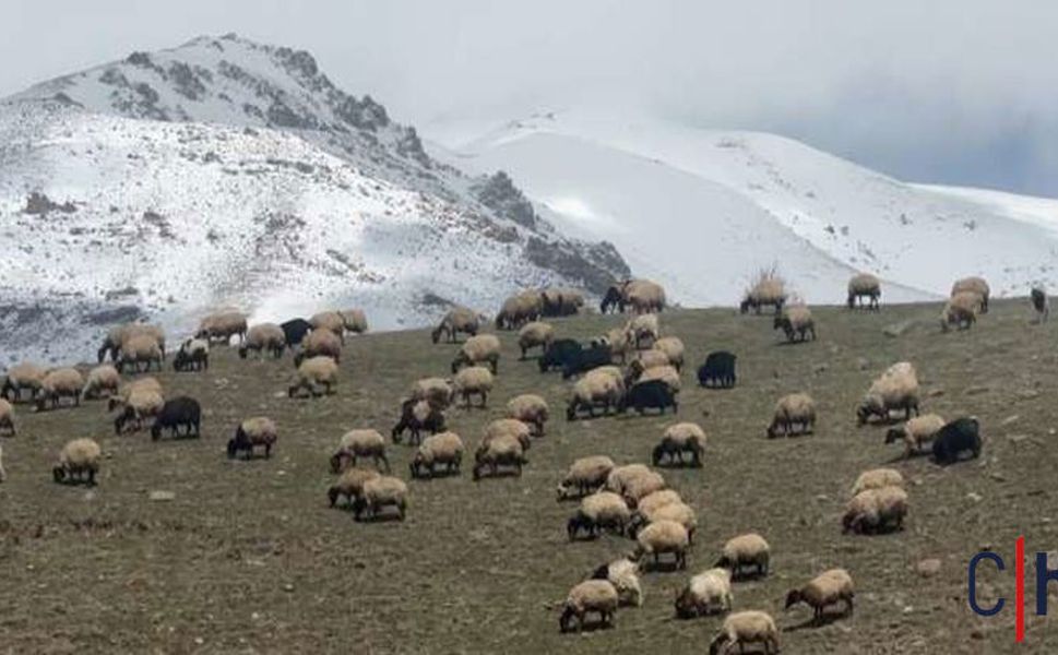 Hakkari'de küçükbaş hayvanlar meralarla buluştu