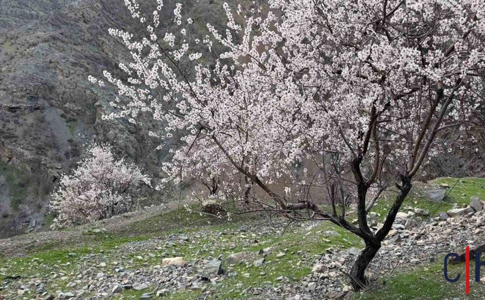 Badem Ağaçları Çiçek Açtı: Dağlar Renk Cümbüşüne Büründü