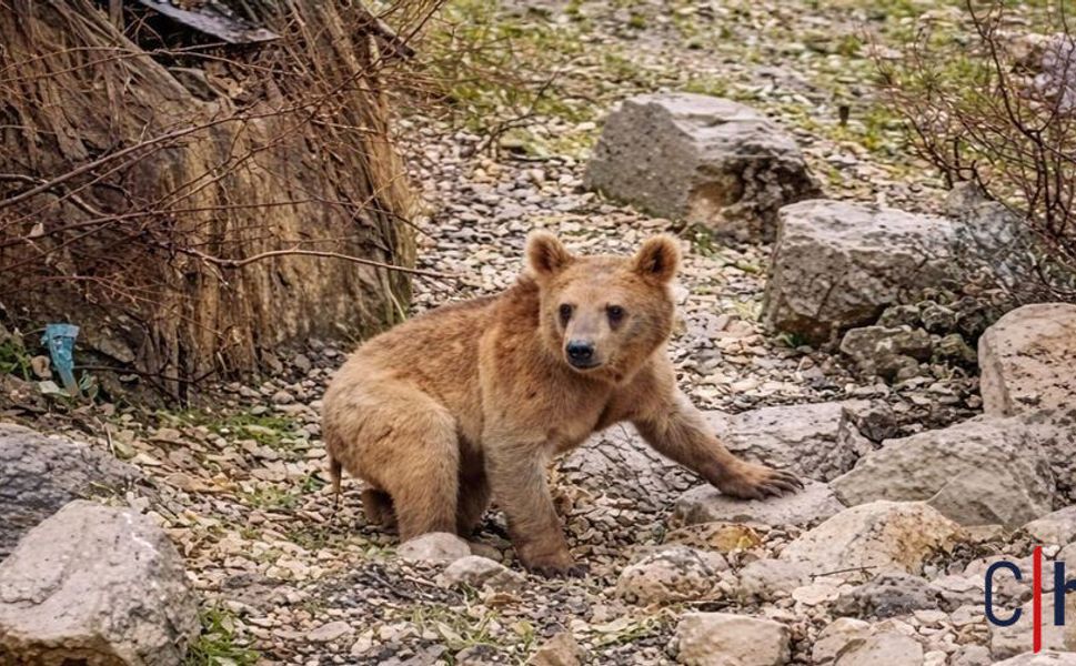 Hakkari’de Ayılar Köy Alanına İndi